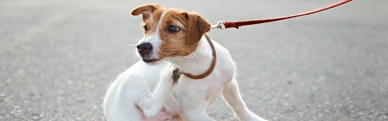 Лечение кашля у собак